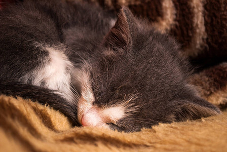 小家猫睡在房子的毛毯图片