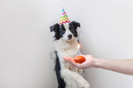可爱微笑小狗边境牧羊犬戴着生日傻帽子看着蛋糕节日蛋糕的有趣肖像图片