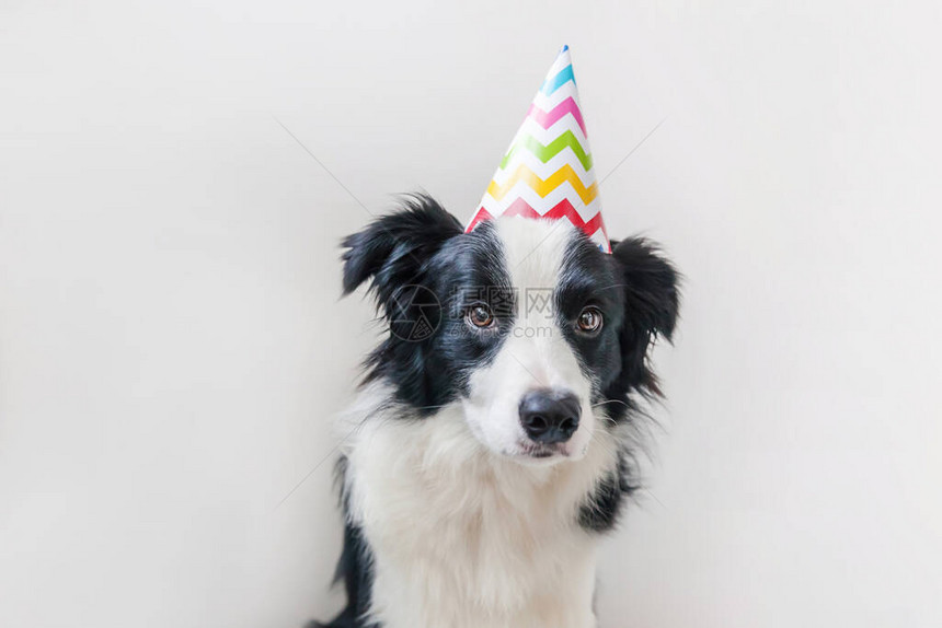 可爱的微笑小狗边境牧羊犬戴着生日傻帽子看着孤立在白色背景上的相机的有趣肖像生日快乐派对的概念有趣的图片