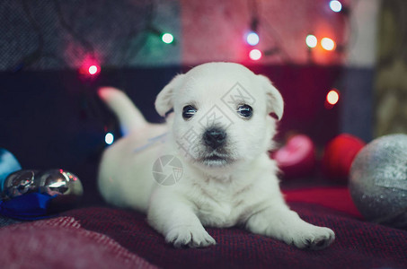 一个月大的西部高地白梗小狗小可爱的狗正在看相机狗是在与圣诞玩具的彩色图片