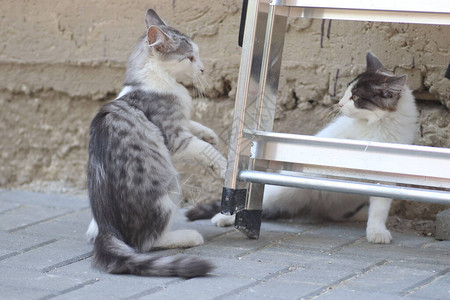 两只灰白的猫在阳光明媚的一天在铁楼梯附近的房子墙边玩耍图片