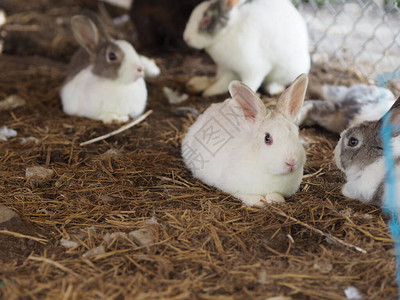 四只白兔躺在稻草上图片