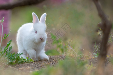 草地上的小兔子图片