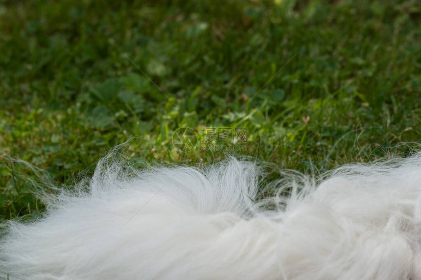 一只躺在草地上的狗白色蓬松毛皮图片