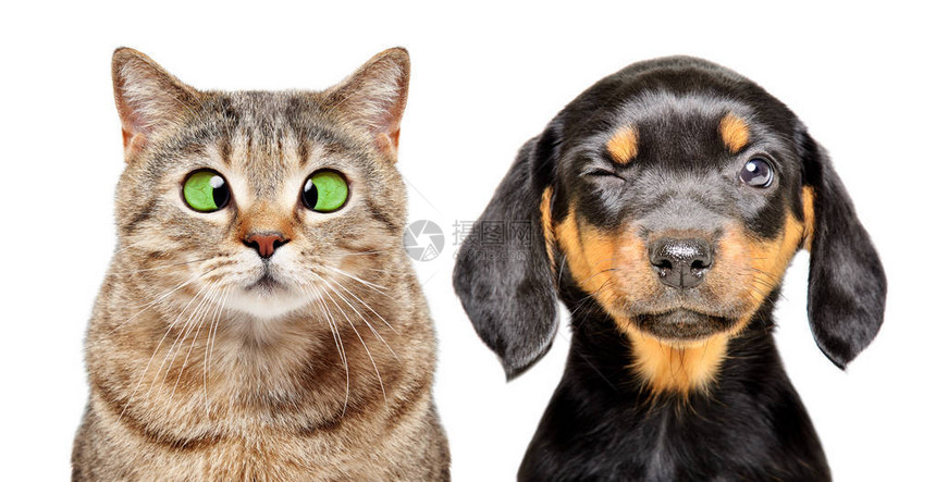 猫和狗的肖像其眼部疾病是白图片
