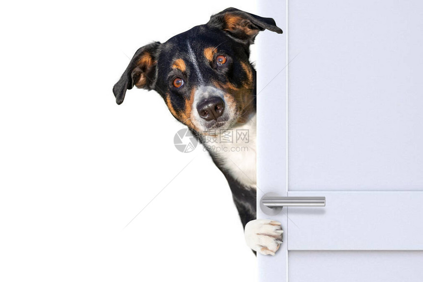 门后惊讶的狗图片