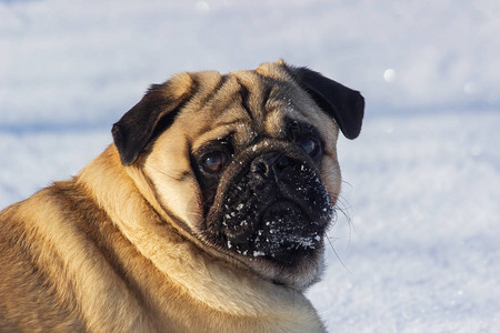 狗哈巴狗站在冬季景观的雪地里小狗图片