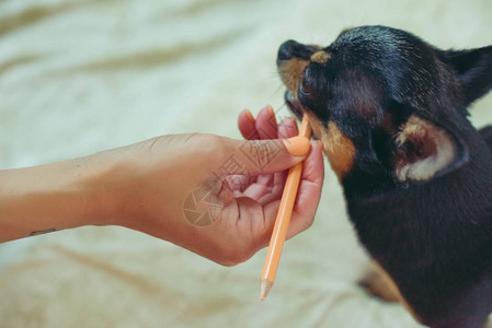 女孩手中的小狗吉娃女人的手和吉娃狗是人类的朋友黑棕白可爱的吉娃宠物用橙色铅笔玩耍背景图片