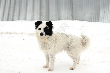白雪皑皑的冬天的黑白狗图片