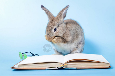 一只可爱的小灰兔正在看书图片