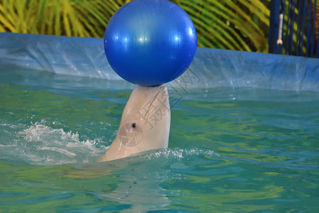 野生动物海豚背景图片
