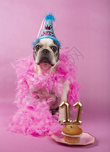在粉红色背景中庆祝生日的法国斗牛犬图片