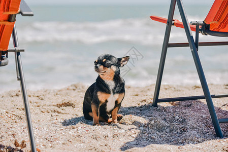 有趣的吉娃狗在海滩上摆姿势海上的奇瓦小狗吉娃在海边图片