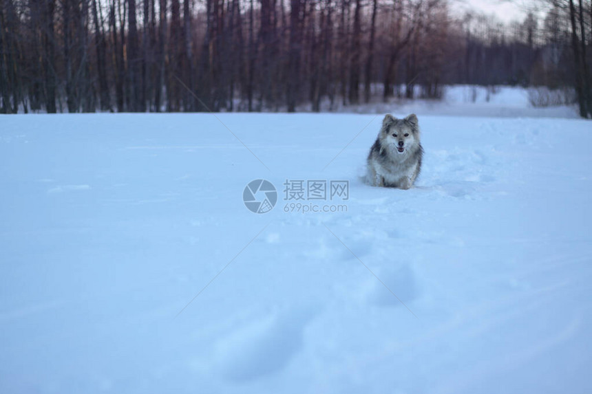 冬天下雪后在森林的公园里一只美丽的宠物与一条小狗一起的雪地风景圣诞和图片