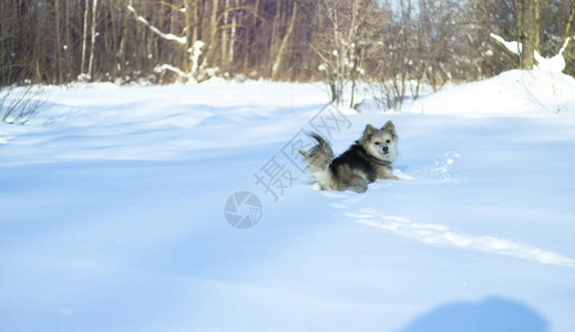 冬天下雪后在森林的公园里一只美丽的宠物与一条小狗一起的雪地风景圣诞和图片