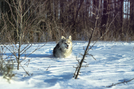 冬天下雪后在森林的公园里一只美丽的宠物与一条小狗一起的雪地风景圣诞和图片