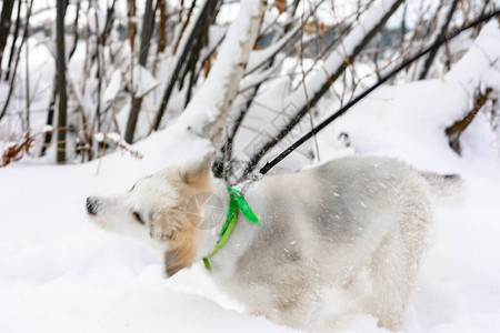 在冬季森林中行走的灰色Husky小狗图片
