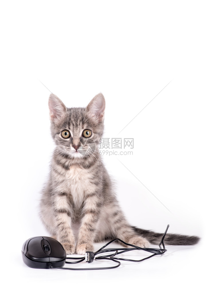 用电脑鼠标玩小猫以图片
