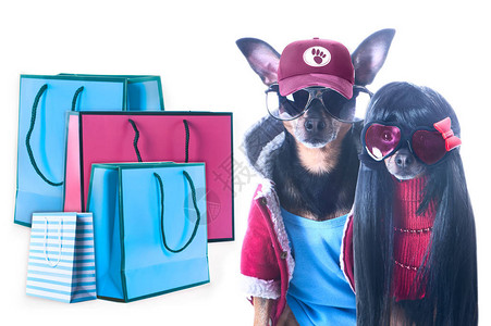 几对时尚流行的狗和购物包单行购图片