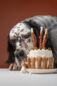 狗吃生日蛋糕图片
