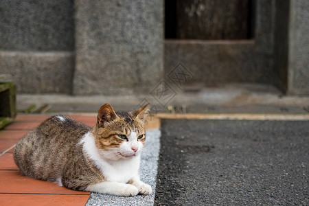 野猫，特写摄影图片