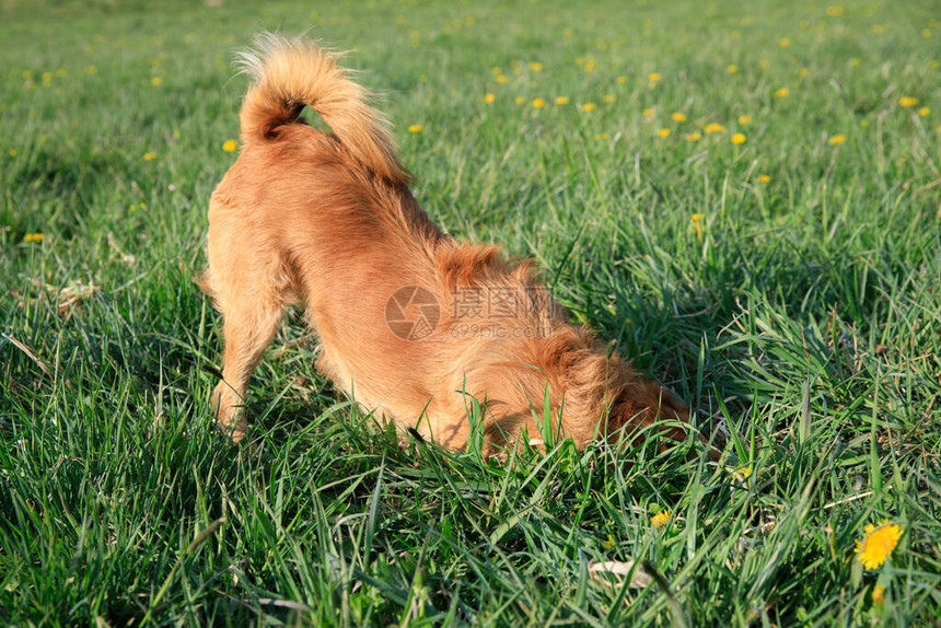 狗在草地上挖洞狗在挖地图片