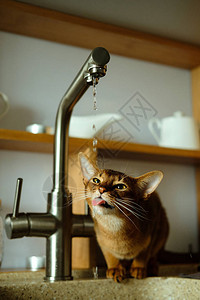 Abyssinian猫喝厨房水龙头的水垂图片