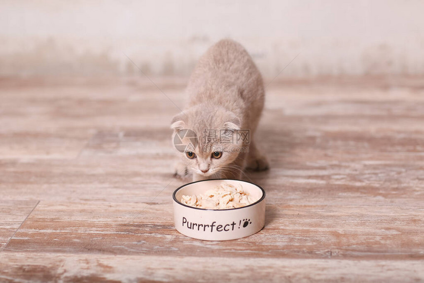 苏格兰折耳猫和一碗食物图片