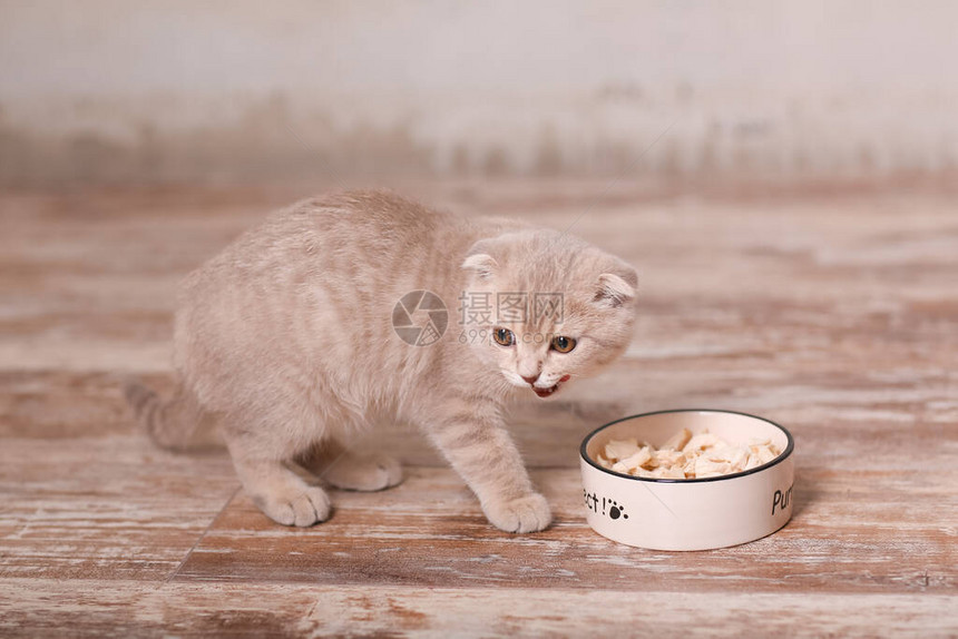 苏格兰折耳猫和一碗食物图片