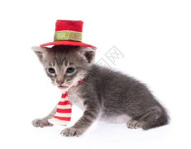 穿着红色圣诞帽子的猫太可爱了在白色图片