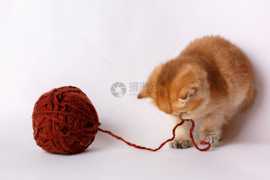 小猫和毛线团图片