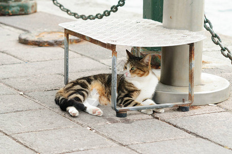 条纹白红猫卧在台阶下景深浅背景图片