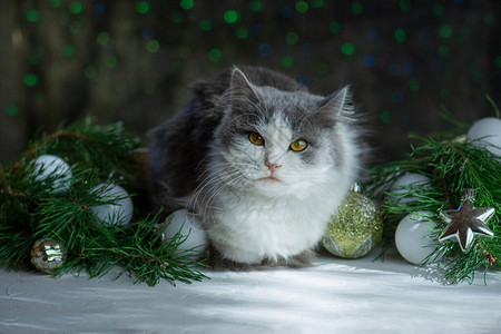 宠物在有圣诞树的房间里圣诞树下的漂亮猫具有圣诞灯散景背的图片