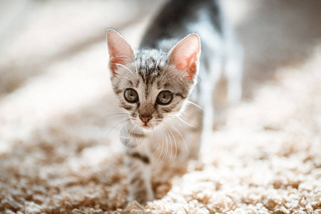 一个月大又可爱的银色小猫咪一只美国短发小猫正在看着一些阳光似图片