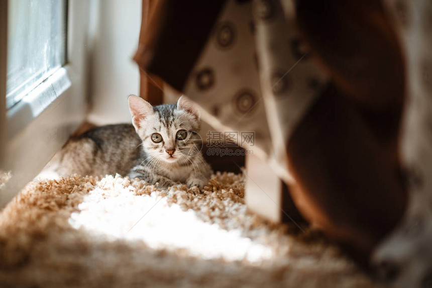 好奇的灰色小猫小猫在家里小宠物图片