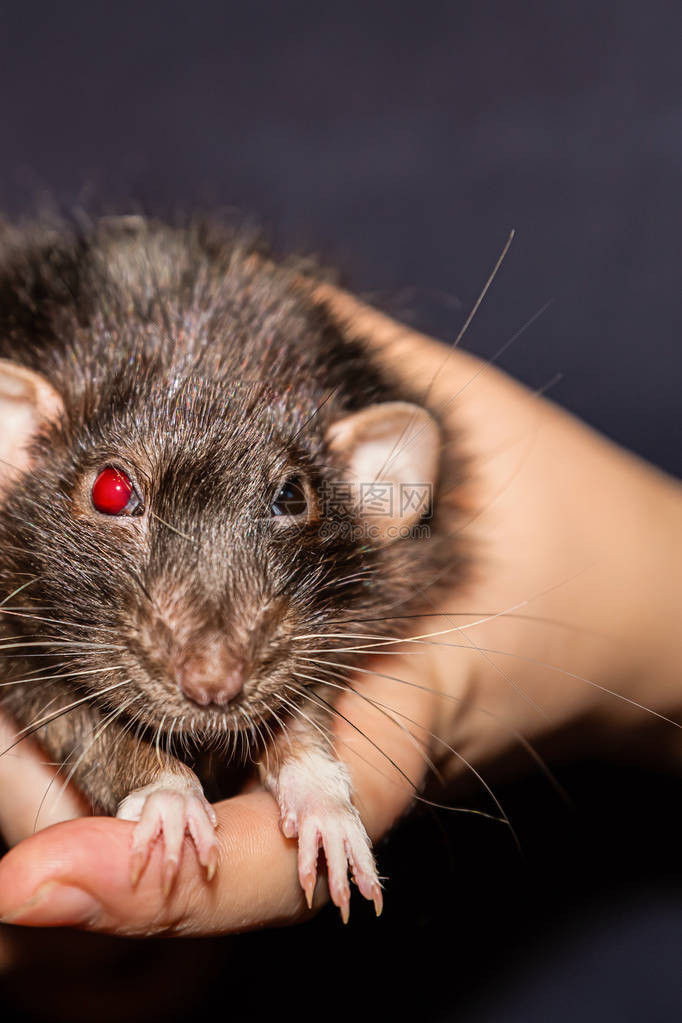 垂直设计肖像老鼠的智慧眼红白内障访问图片