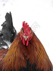 一只雄鸡或公鸡的头部肖像图片