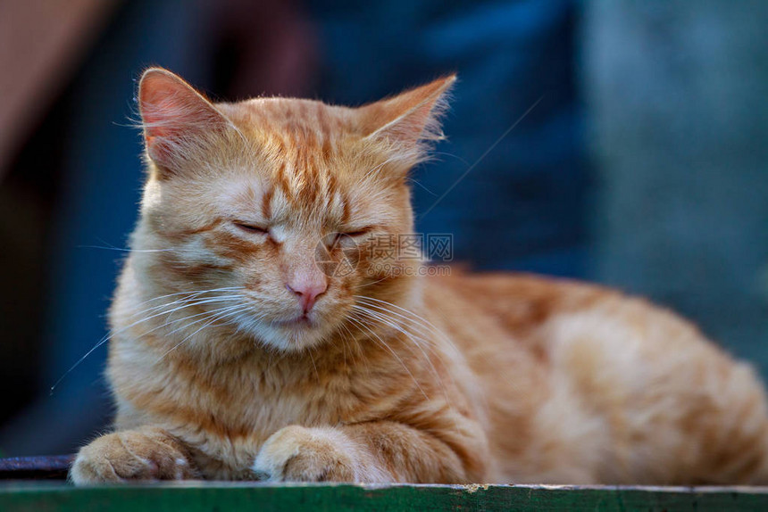 一只大红猫从上面看着相机图片