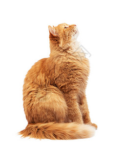长毛成年红猫坐在侧边可爱的脸孤立在白色背景上的图片