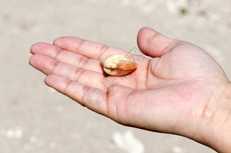 在海滩的手掌上的贝壳图片