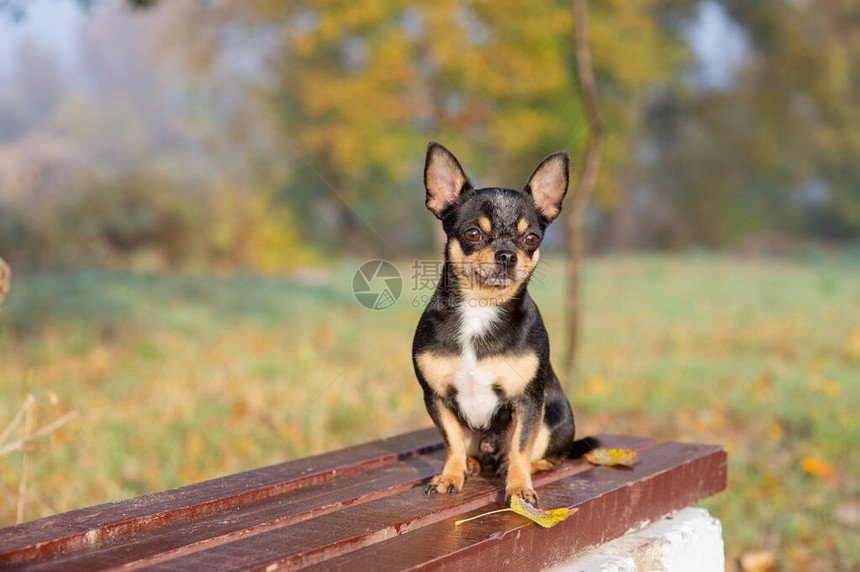 吉娃坐在长凳上漂亮的棕色吉娃狗站在镜头前吉娃有一个厚脸皮的样子狗在公园里散步秋天的吉图片