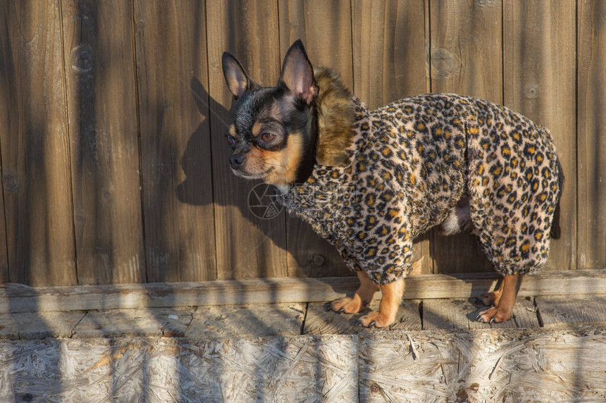 冬天的小狗外套很冷穿着冬装的吉娃吉娃狗在冬天散步狗的生态毛皮大图片