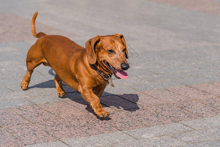 腊肠犬在城里奔跑背景图片