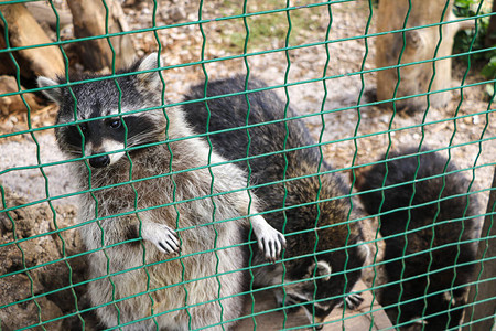 美国浣熊在生病后被关在笼子里图片