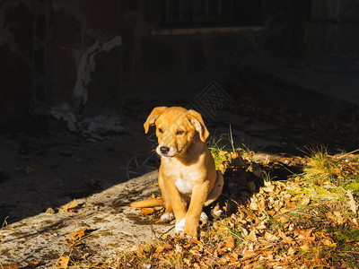 金色可爱的小狗在冬花园玩在树叶和图片