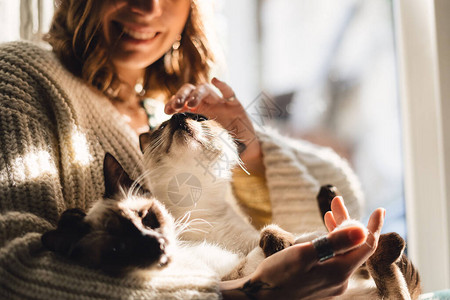 人与猫之间甜蜜的友谊用阳光和影子在女人手中抚摸猫爪子图片