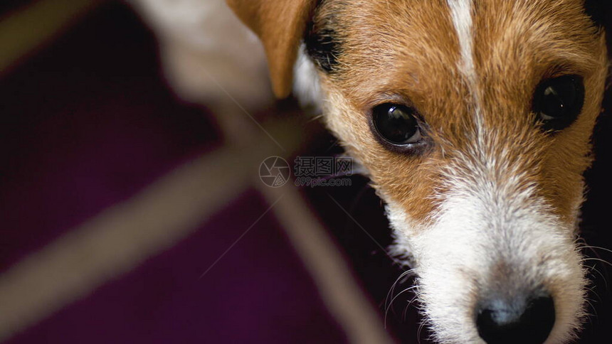 JackRussellerTerrier狗在寻找手持图片