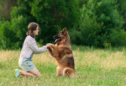 漂亮的黑发女人在公园的草地上玩德国牧羊犬狗坐着给主人一只爪子训练狗背景图片