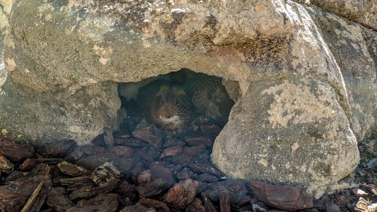 在洞穴门口的白鼠躲避太阳的照背景图片