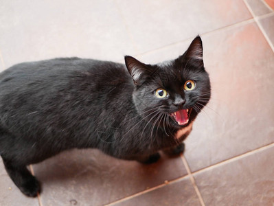黑猫要食物瓷砖上的神秘黑猫一只瘦的黑色流浪猫要食物图片